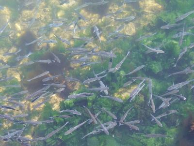 Прикрепленное изображение: 003.jpg